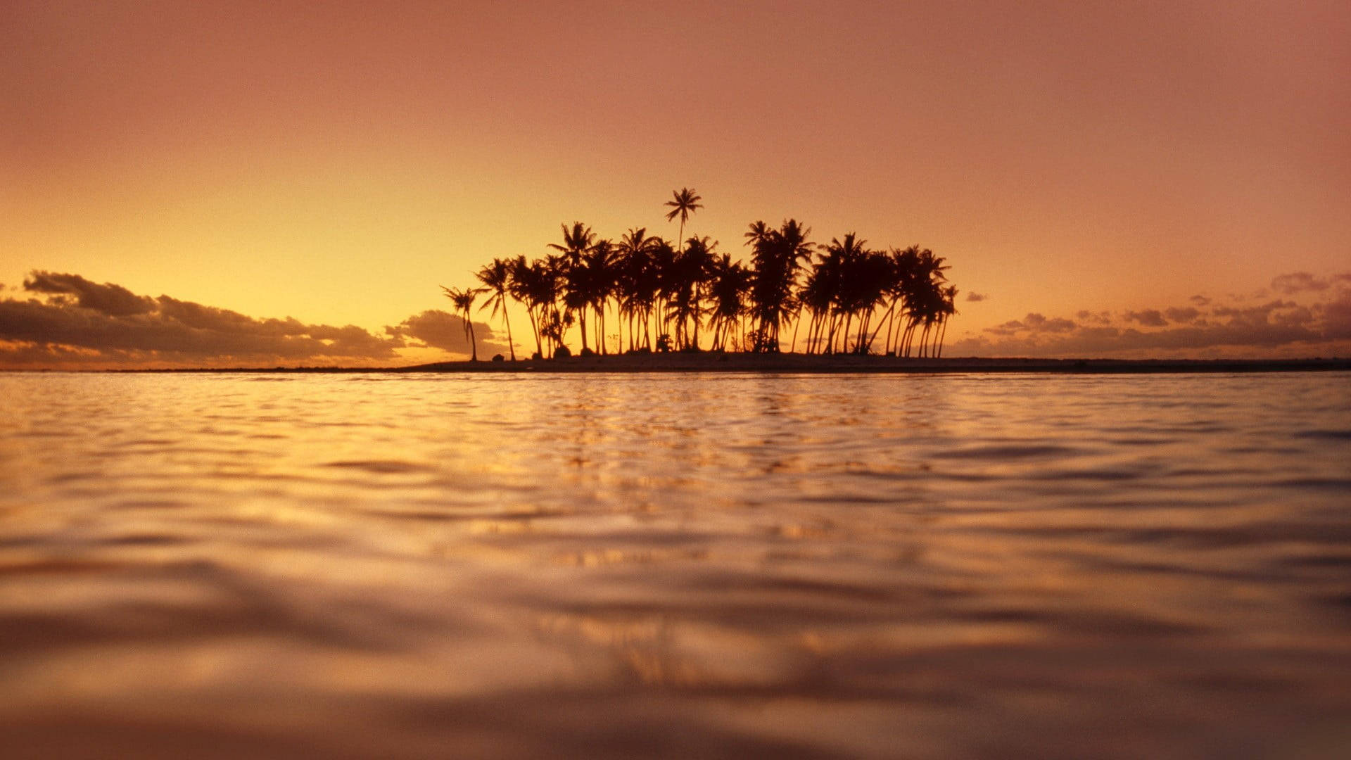 Palm Tree Sunset Water  Wallpaper