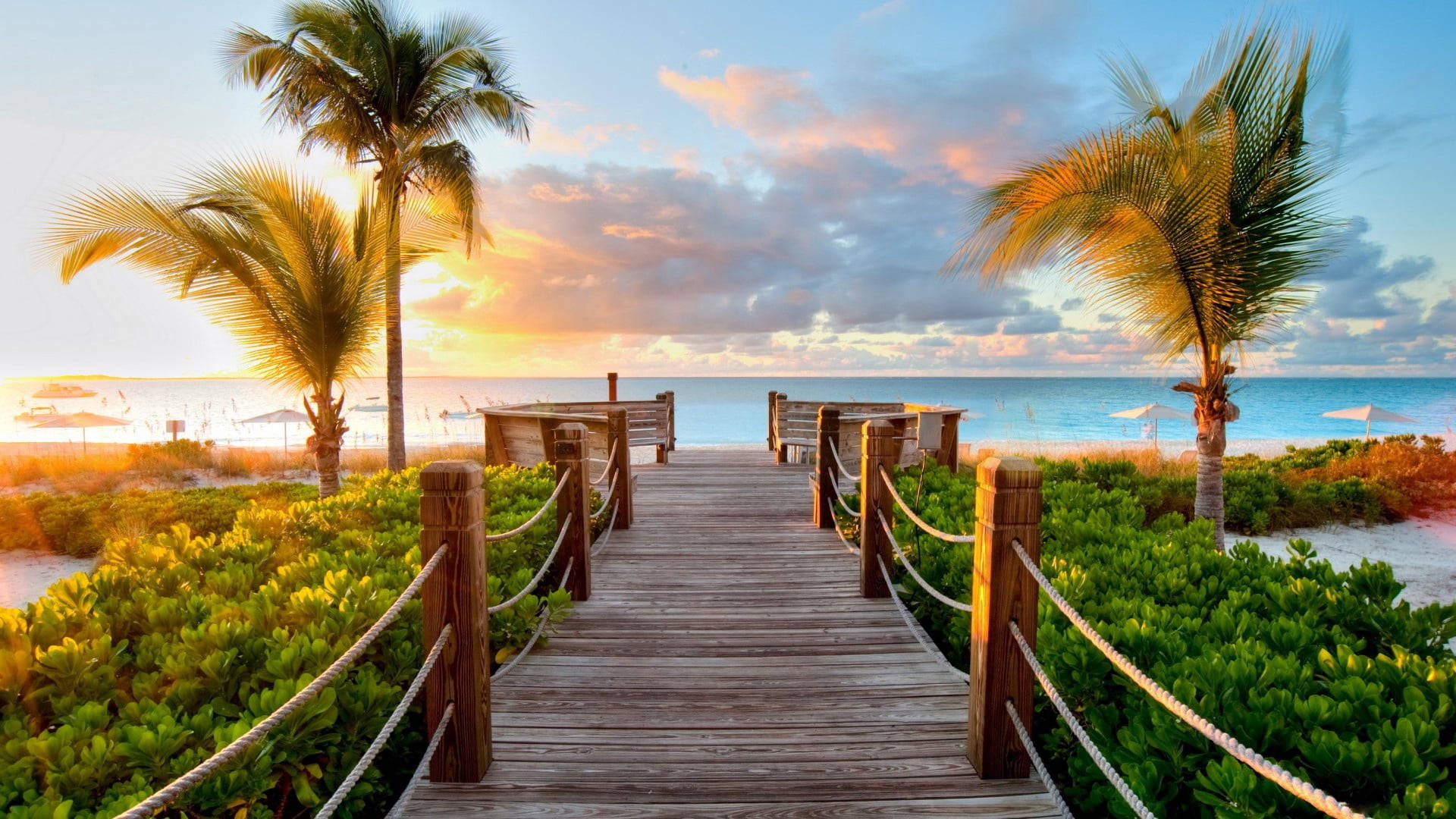 Palm Tree Sunset Wooden Dock Picture