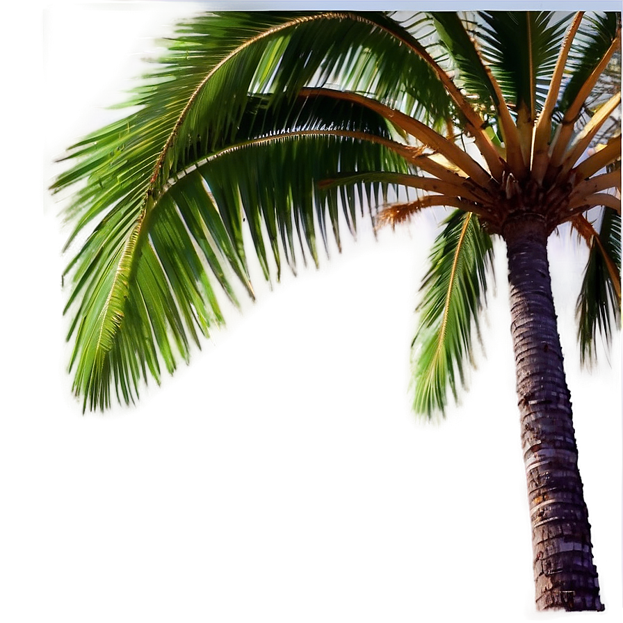 Palm Tree Vacation Png Iok22 PNG