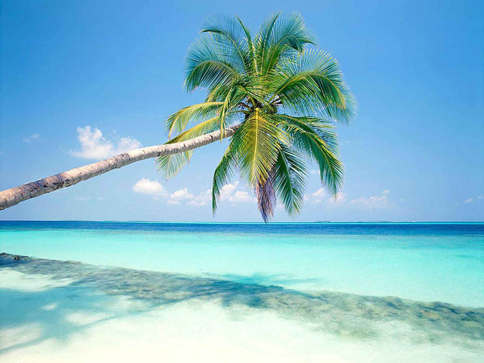 Palmenund Tropische Insel Wallpaper
