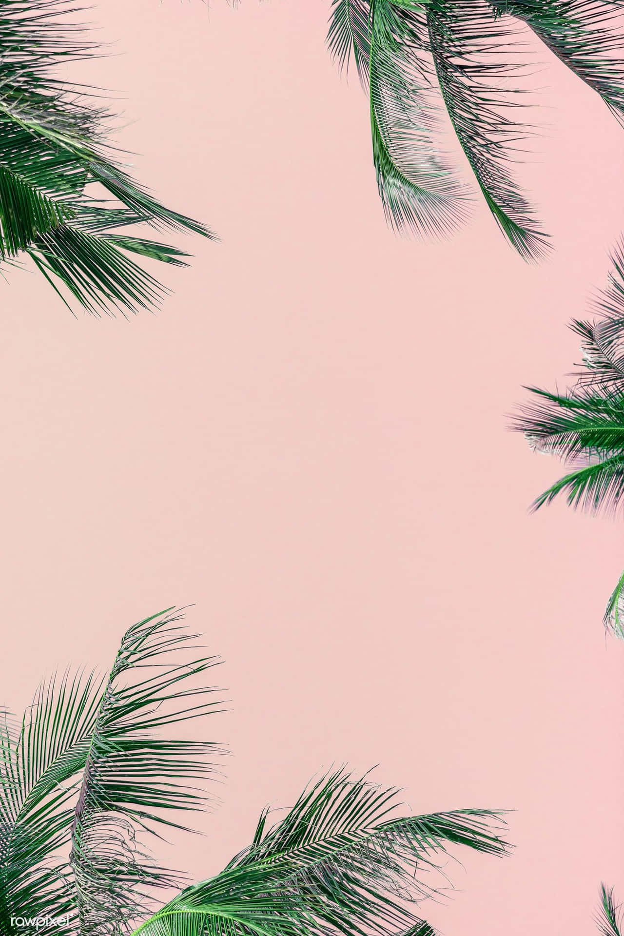 Palm Trees Background 1400 X 2100