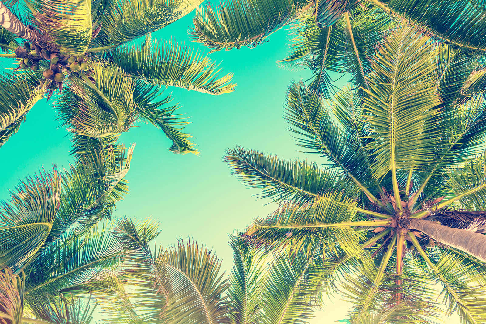 Palm Trees Background 1600 X 1068