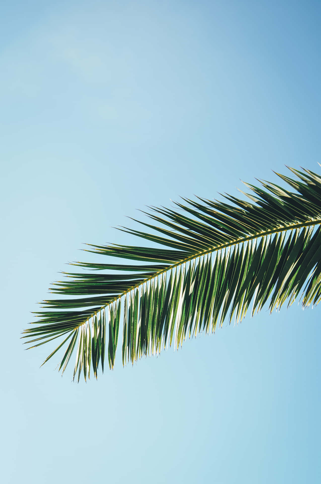 Palm Trees Background 2681 X 4037