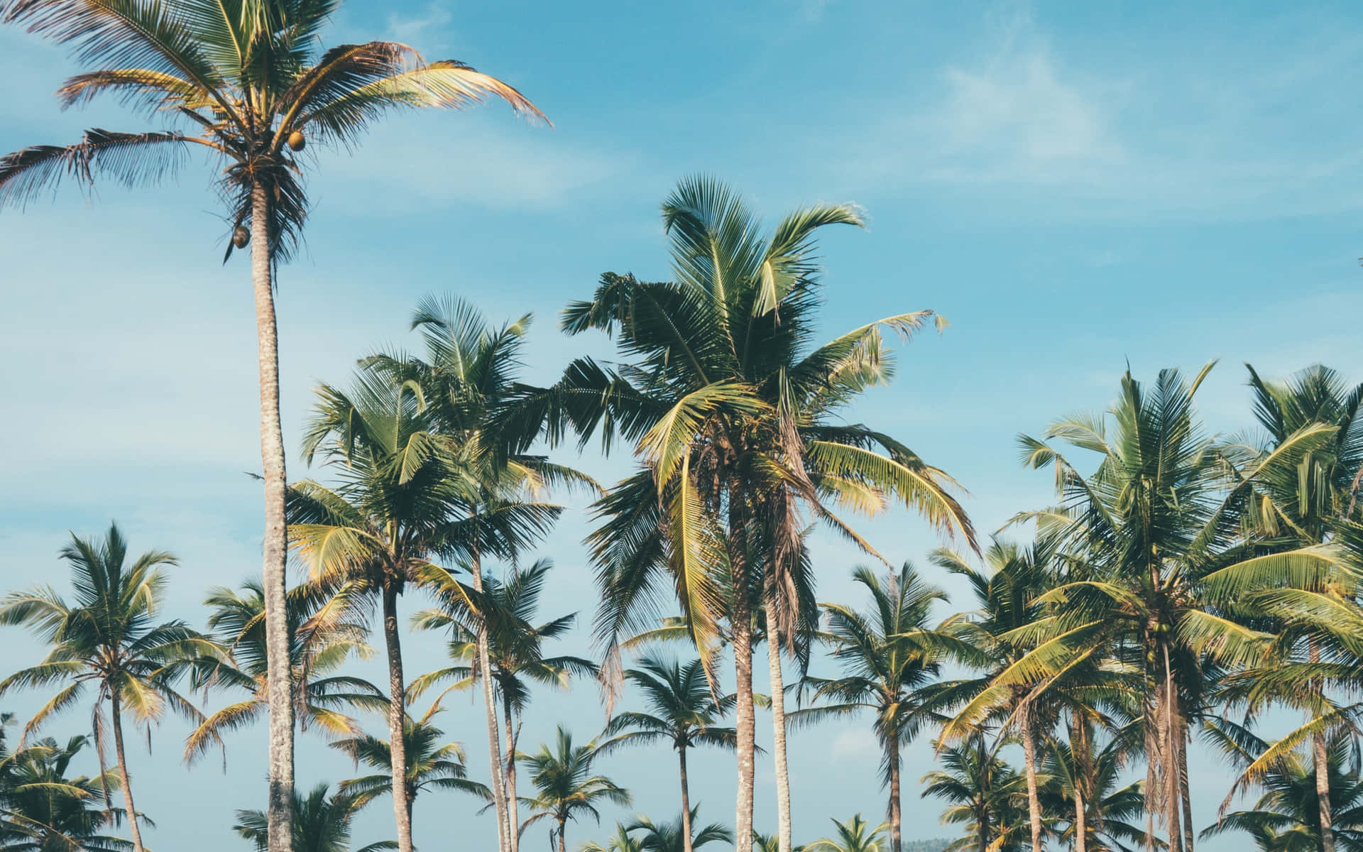 Palm Trees Background 2880 X 1800