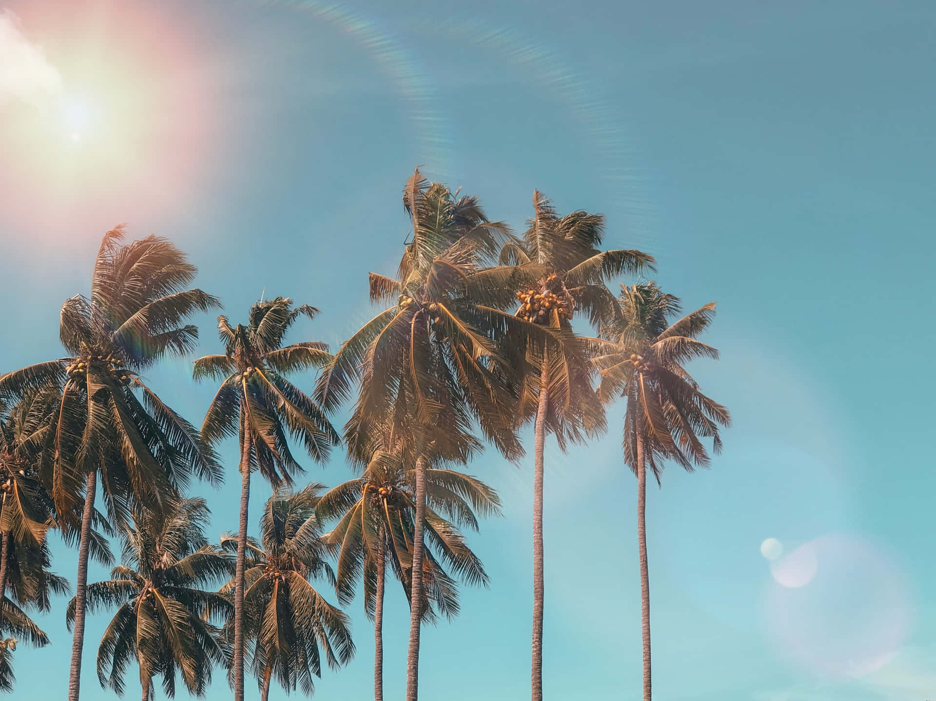 Palm Trees Background 3344 X 2507