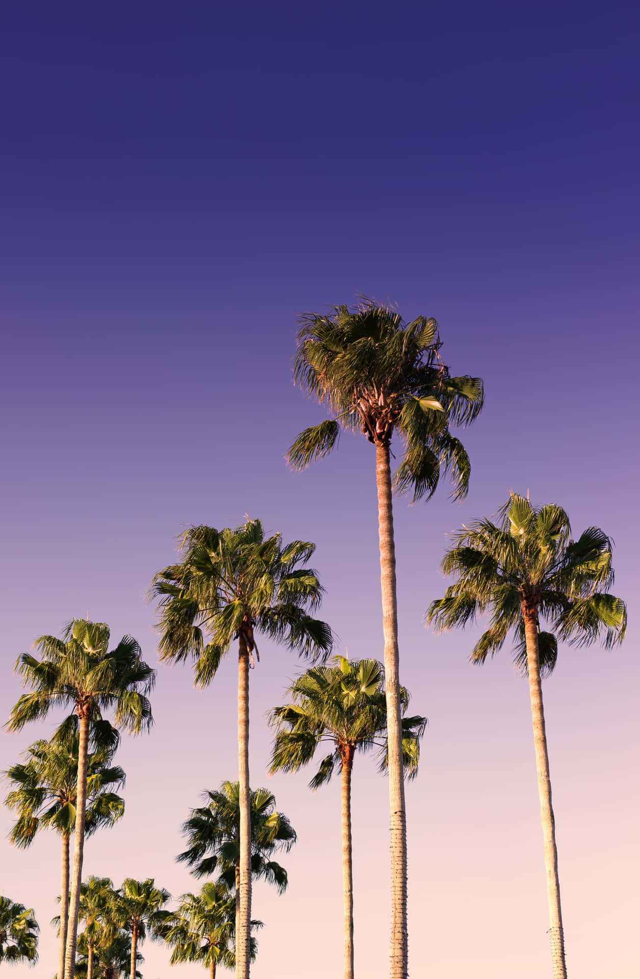 Palm Trees Background 3370 X 5154