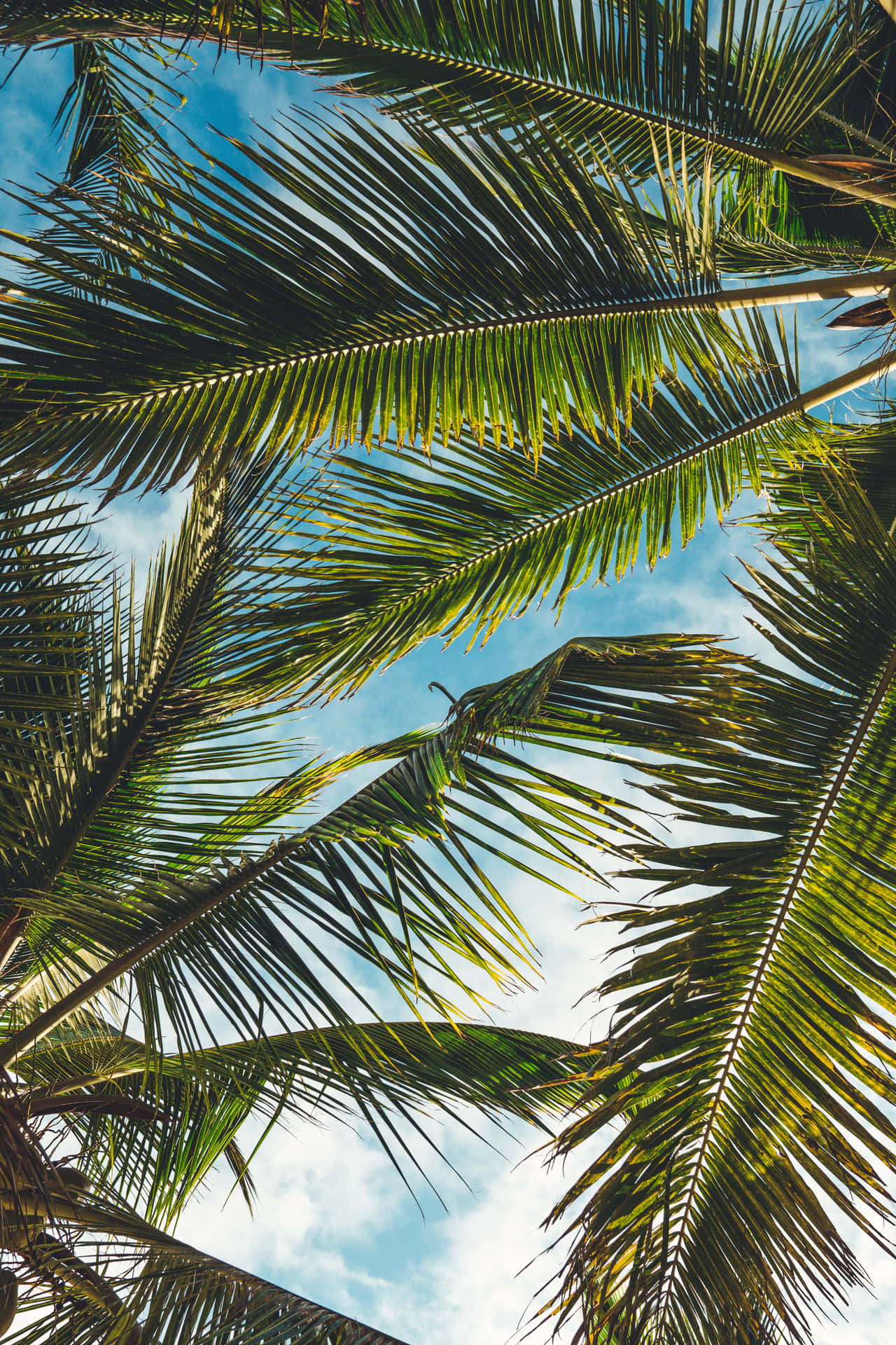 Palm Trees Background 4000 X 6000
