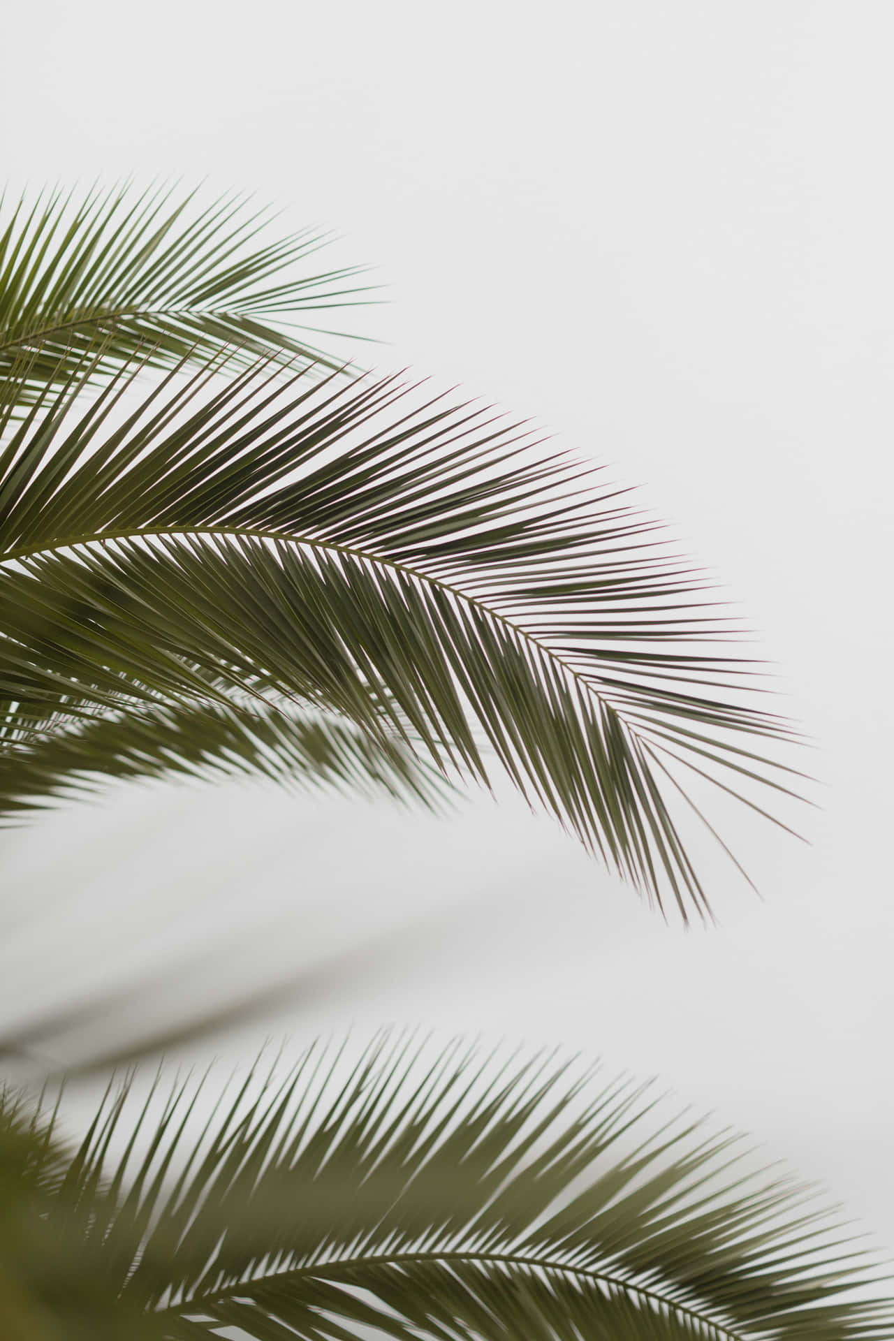 Palm Trees Background 4480 X 6720