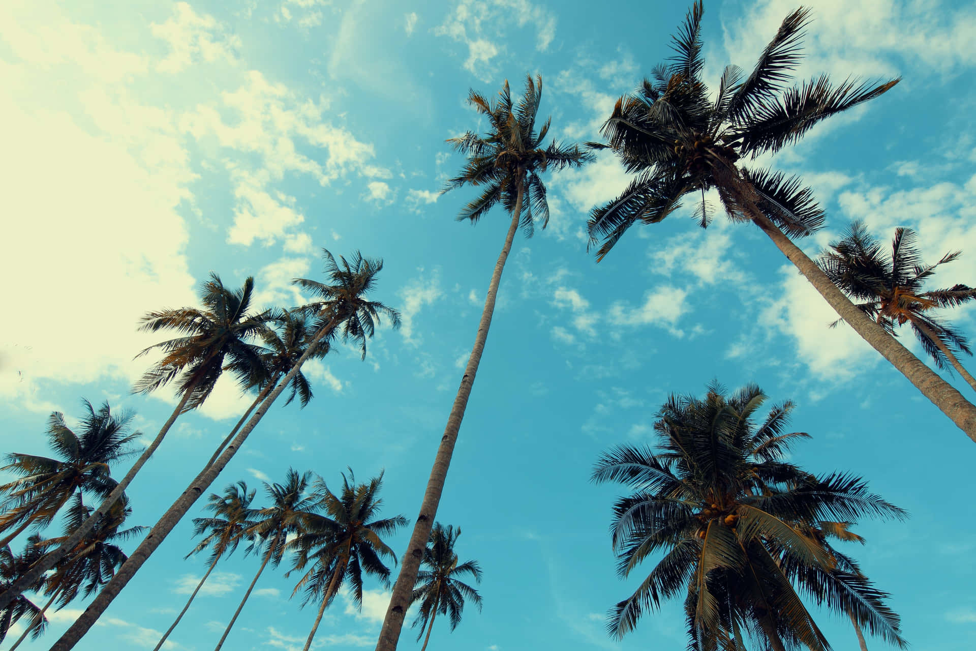 Palm Trees Background 4752 X 3168