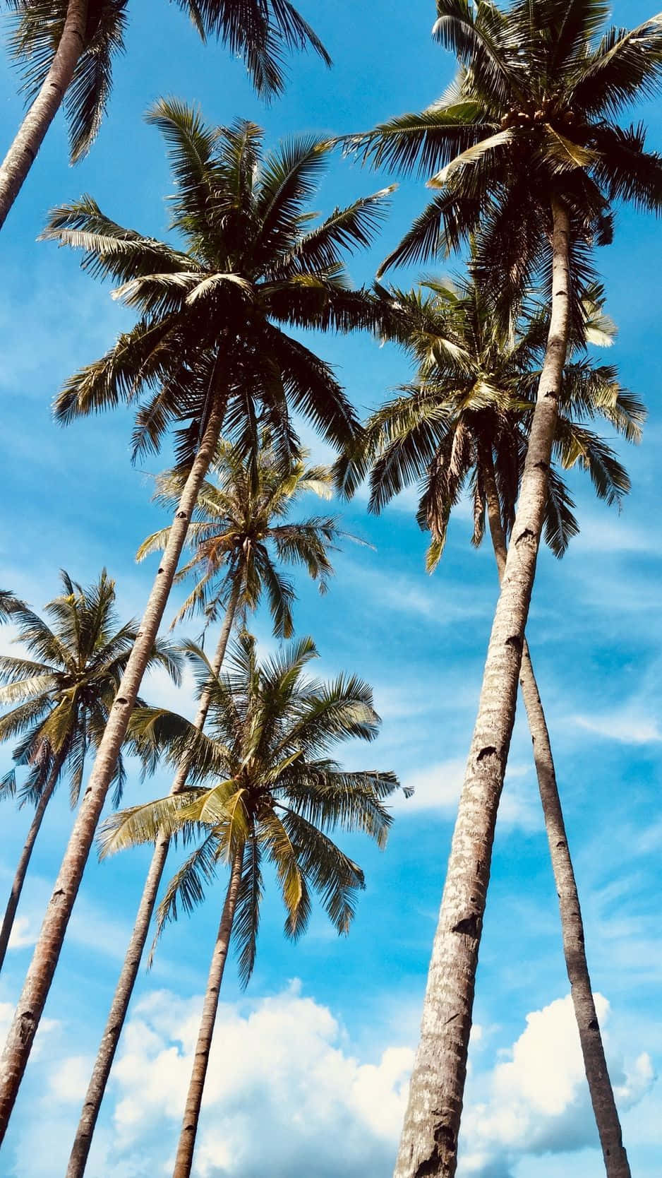 Palm Trees Background 938 X 1668
