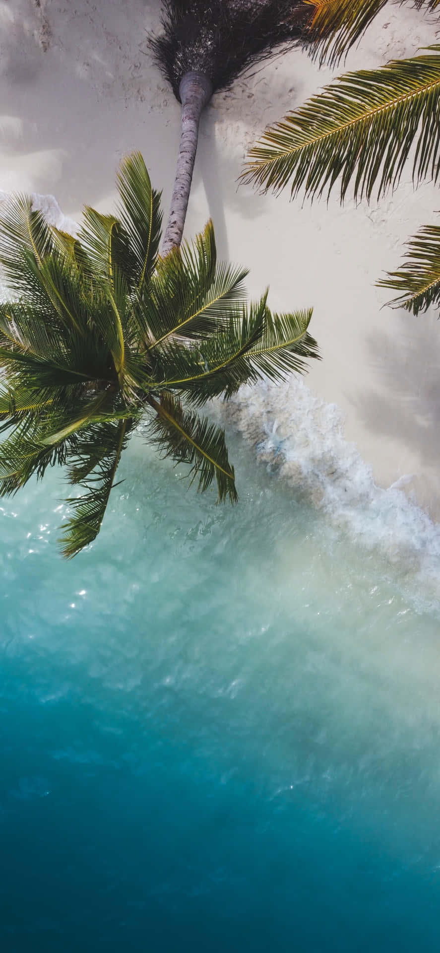 Palm Trees Beach Aerial Drone Shot Wallpaper