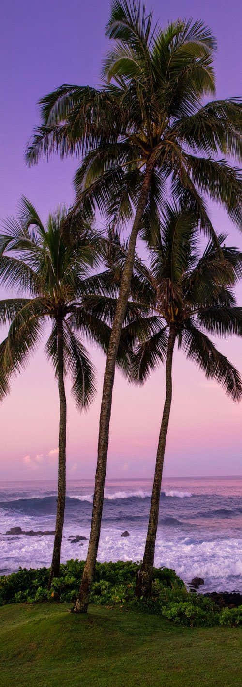Enjoy a tranquil beach surrounded by lush palm trees.