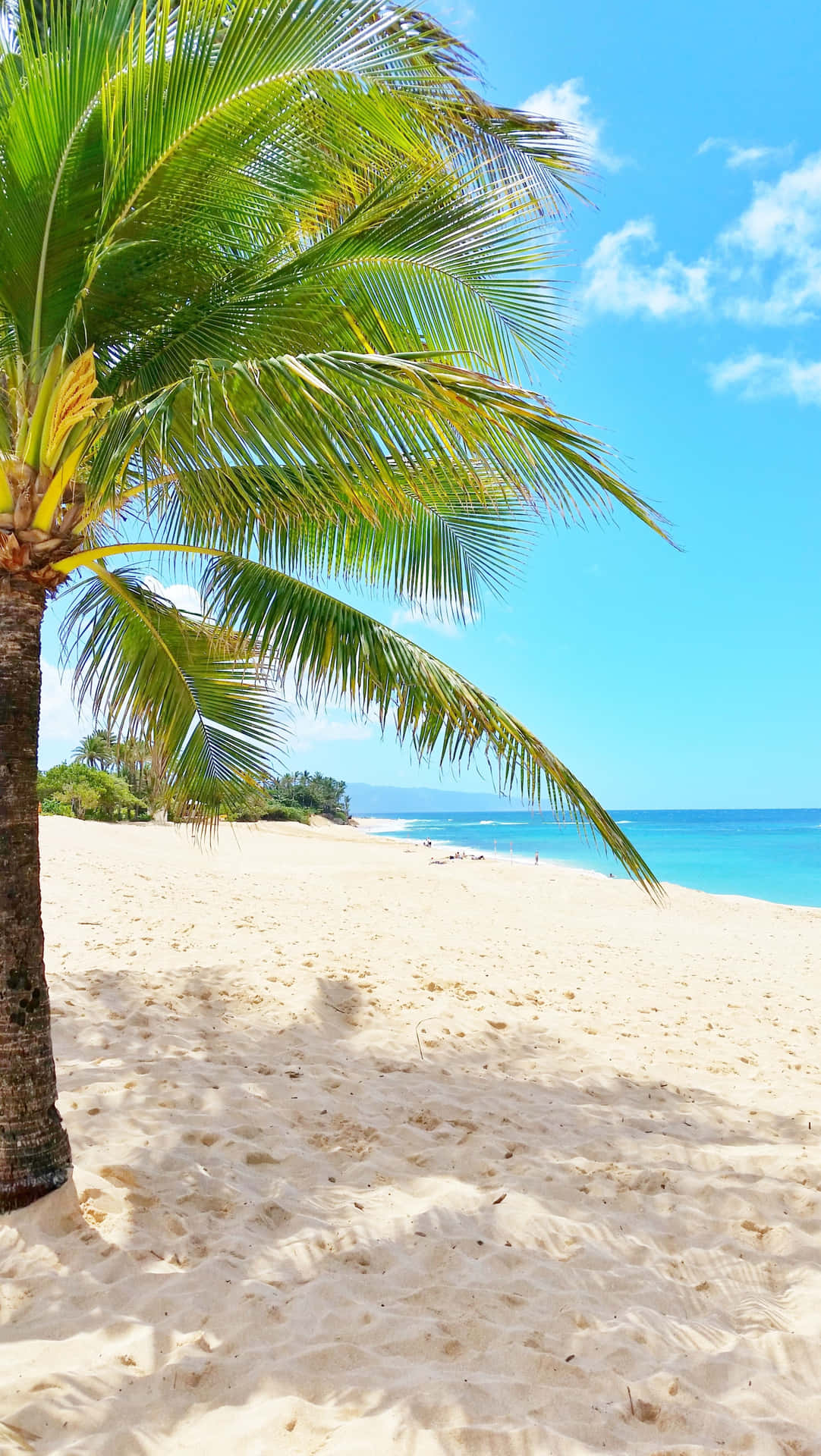 Enjoy a beautiful day at the beach with Palm Trees