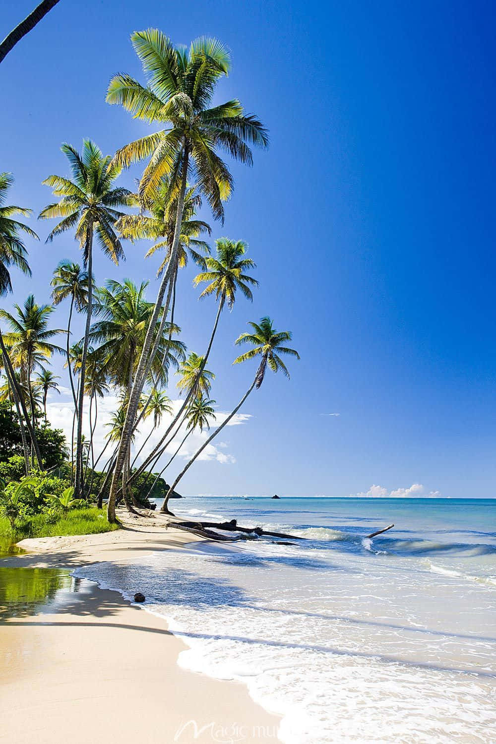 Image  Majestic Palm Trees Lining Graceful White Sand Beach