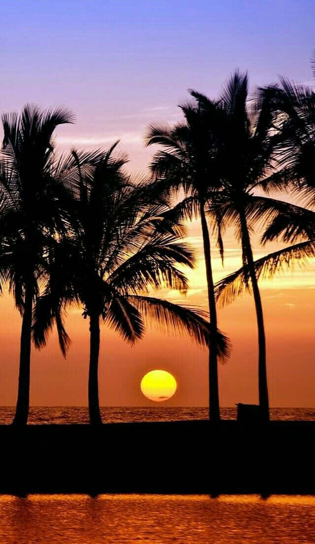 Enjoy the beautiful beach and palm trees at sunset