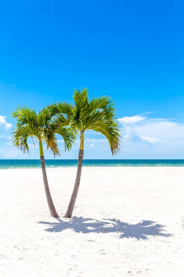 Relax under the palm trees of this beautiful beach.