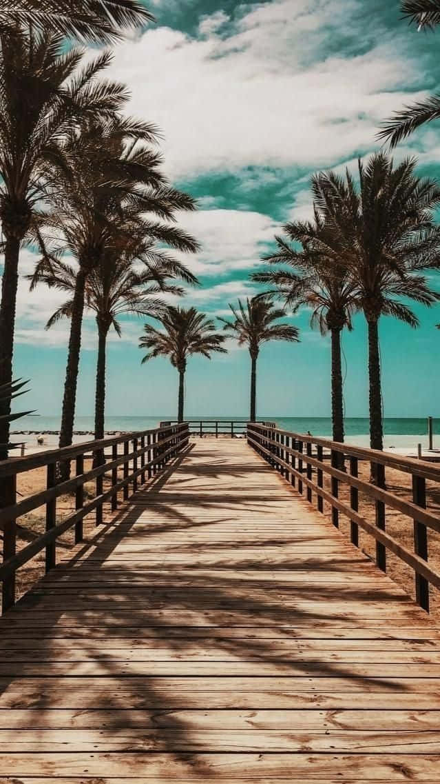 Enjoy the beauty of an endless stretch of palm trees against a blue sky on the beach.