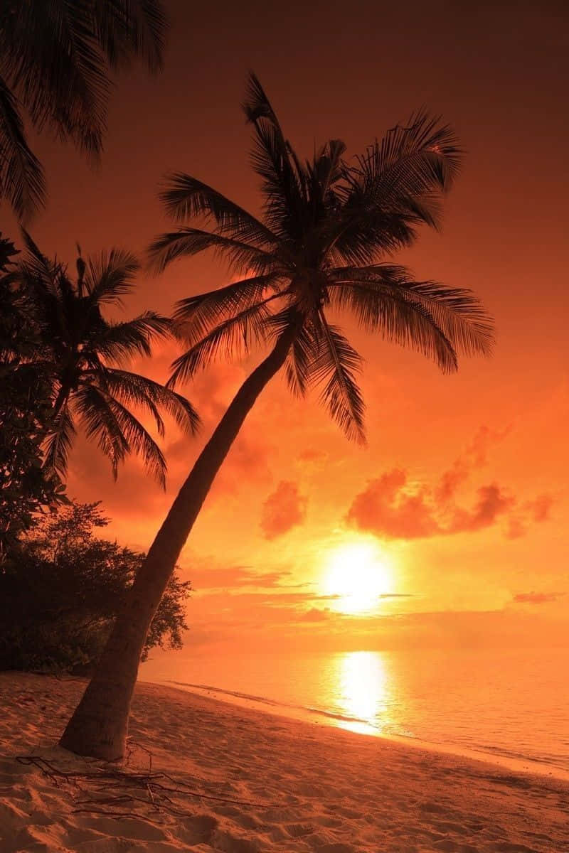 Feel the warmth of the sun on a tropical beach surrounded by palm trees