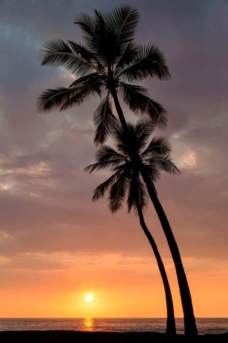 Two Palm Trees Are Silhouetted Against The Sunset