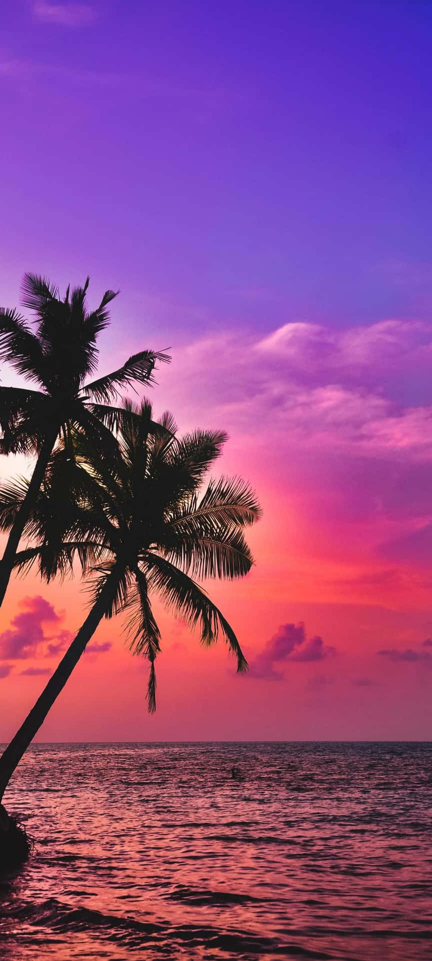 Palm Trees Beach Scenic Sunset Malibu Wallpaper