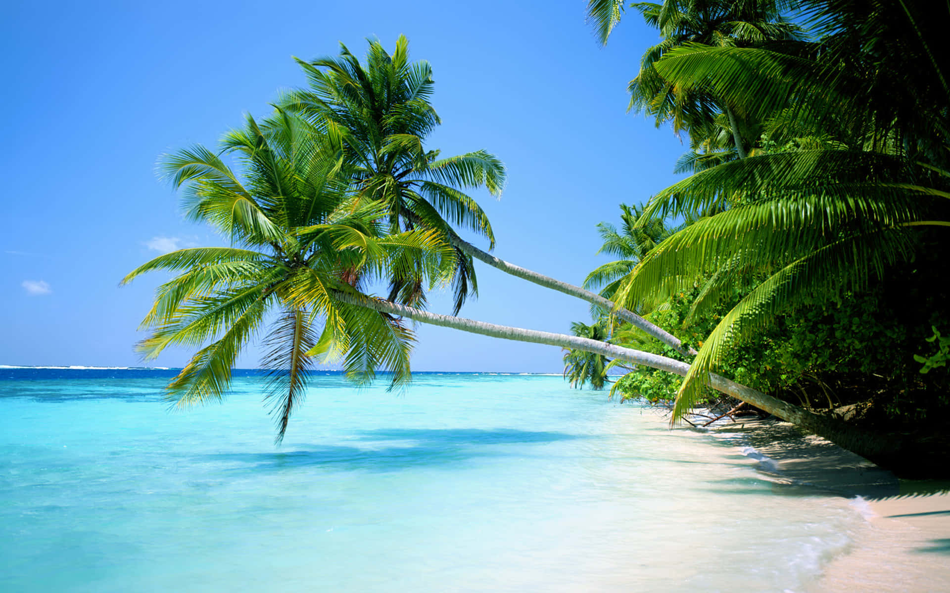 Palm Trees Beach Summer Paradise Wallpaper