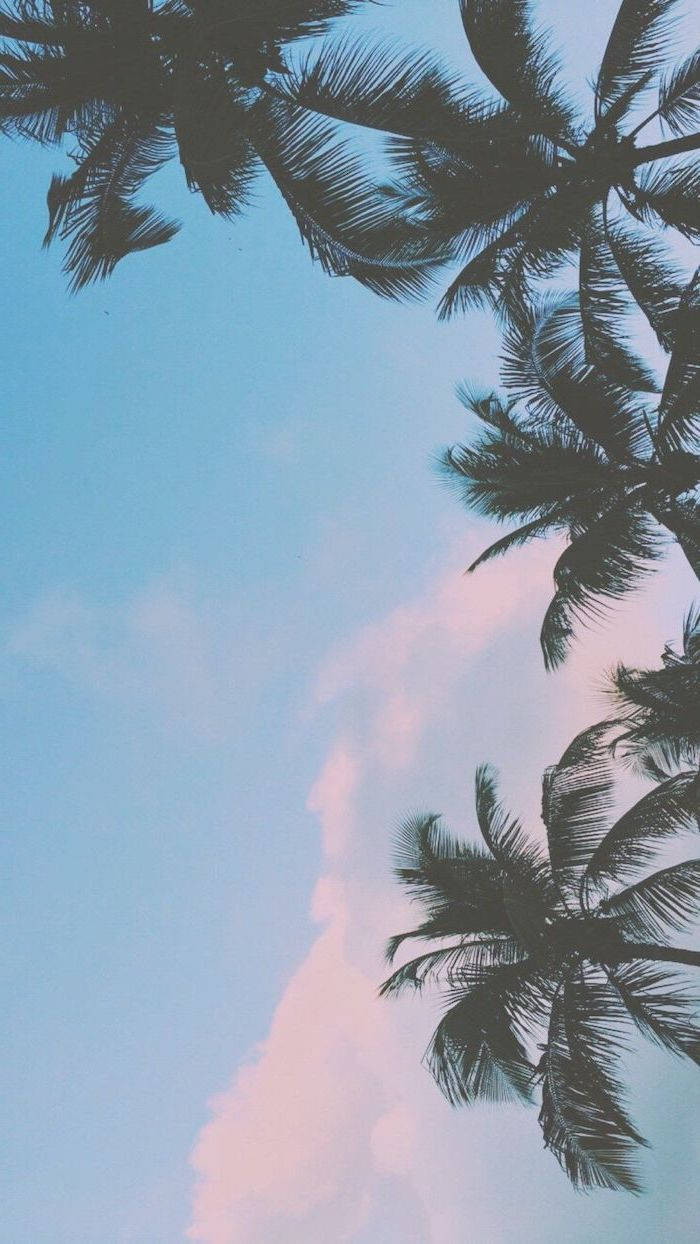 Palm Trees Blue Sky Wallpaper