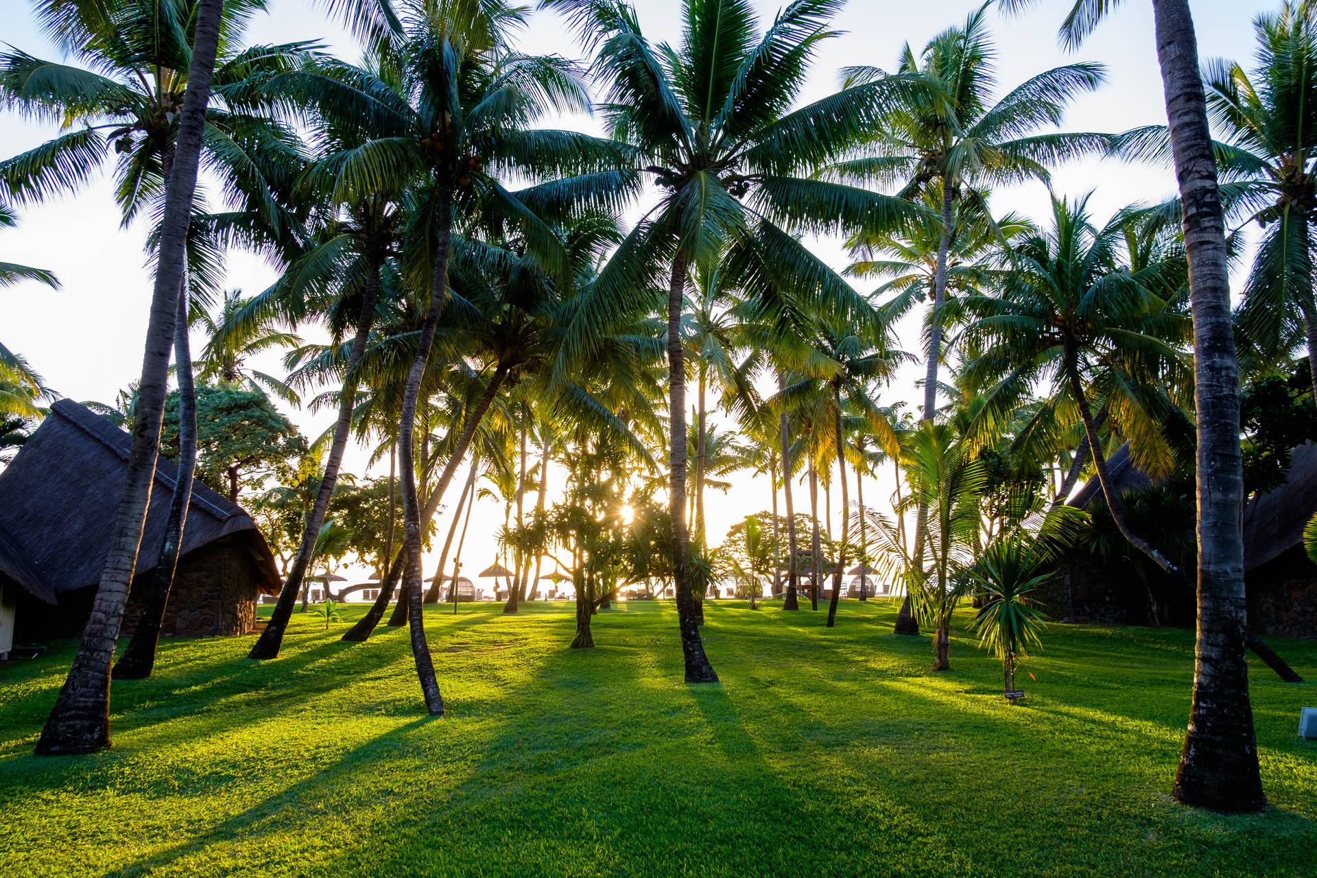 Palm Trees In Mauritius Beach Wallpaper