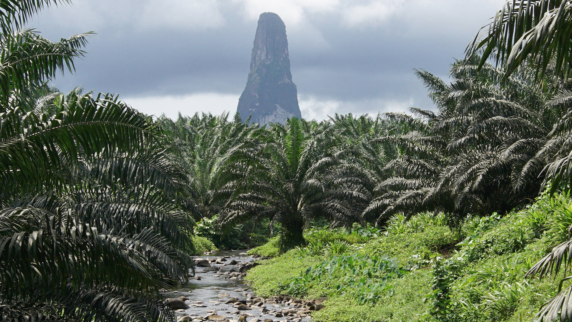 Palmträdi Sao Tome Och Principe. Wallpaper