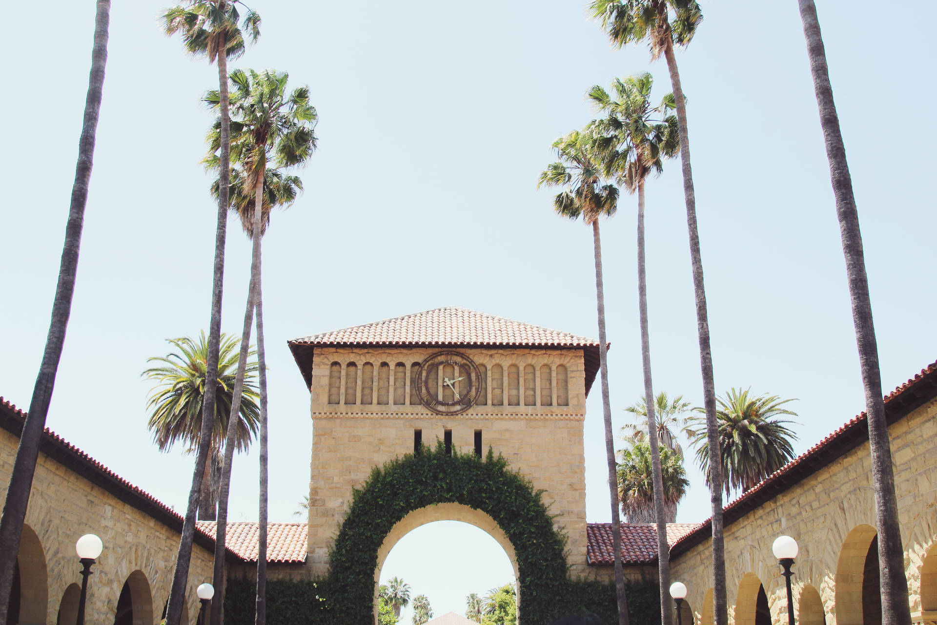Palmeallineate Lungo L'università Di Stanford Sfondo