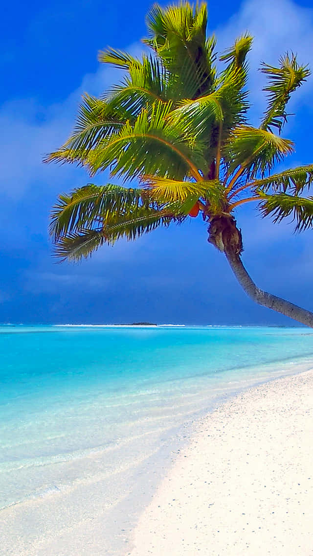 Palmetrees Maldives Spiaggia Tropicale Sfondo