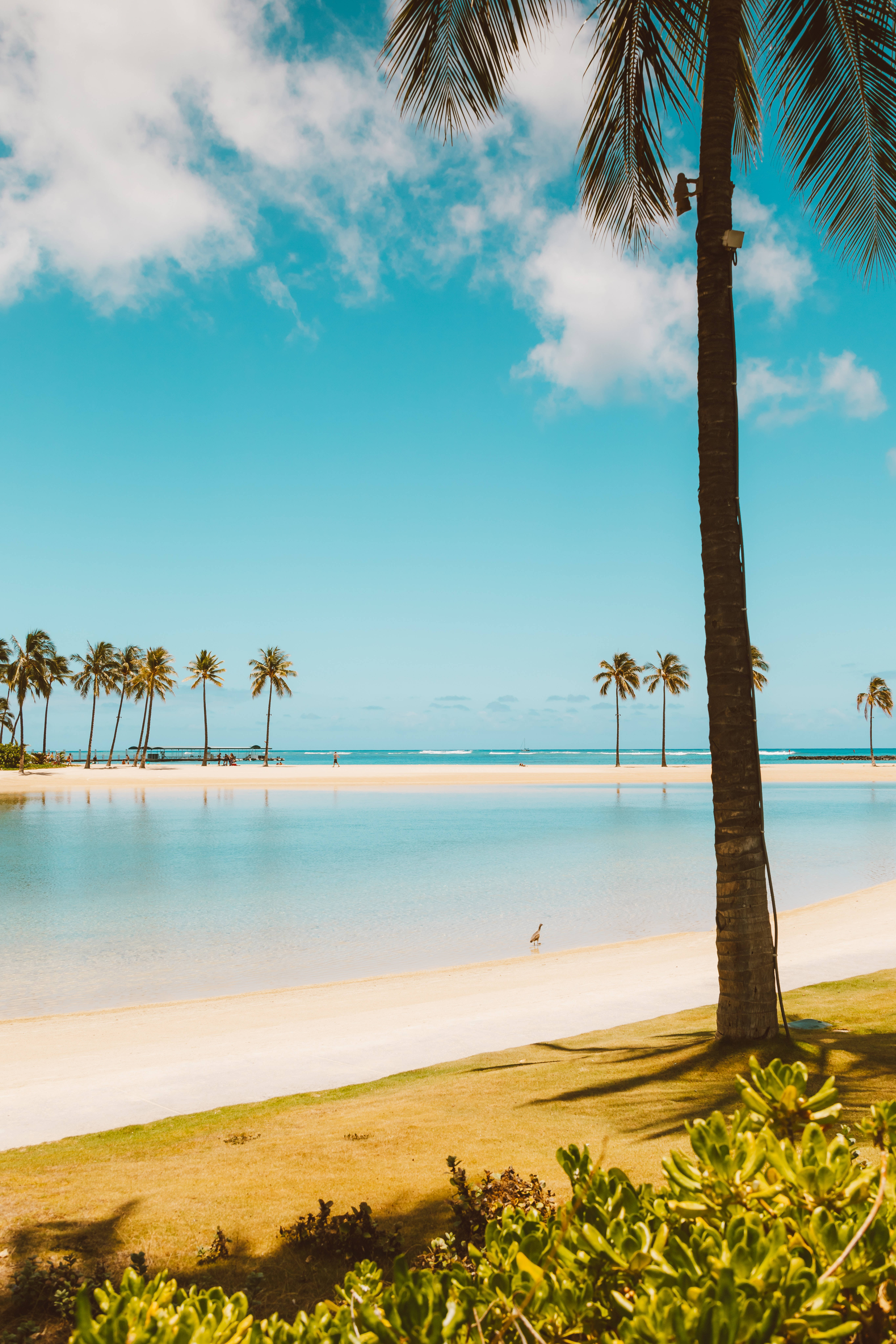 Palm Trees On Beach Android Wallpaper