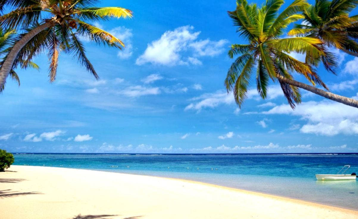 Palme Træer På Mauritius Beach Wallpaper