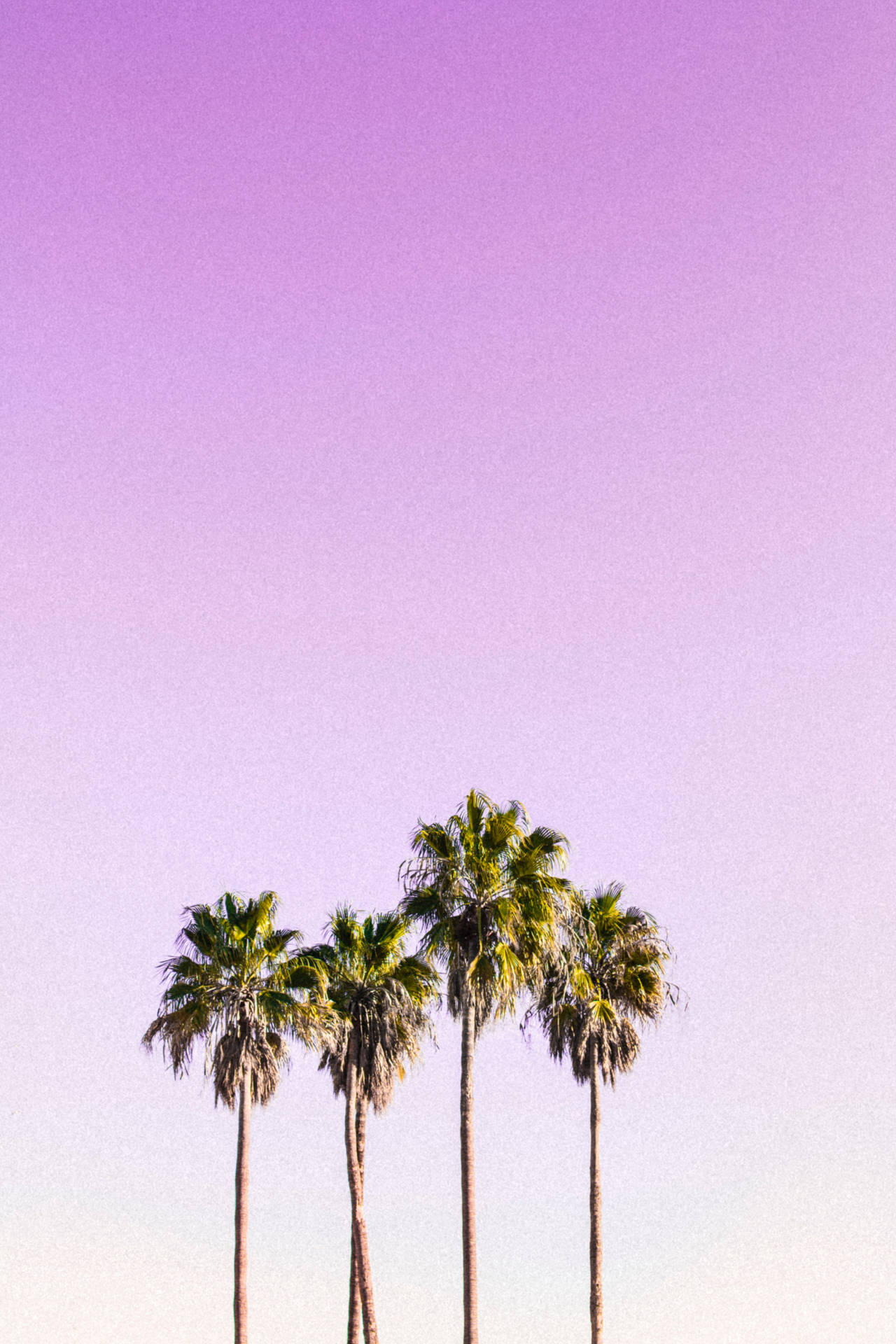 Palm Trees On Pastel Pink Sky