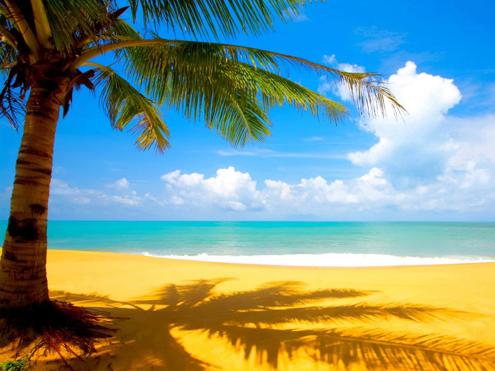 Palm Trees Puerto Rico Summer Beach Wallpaper