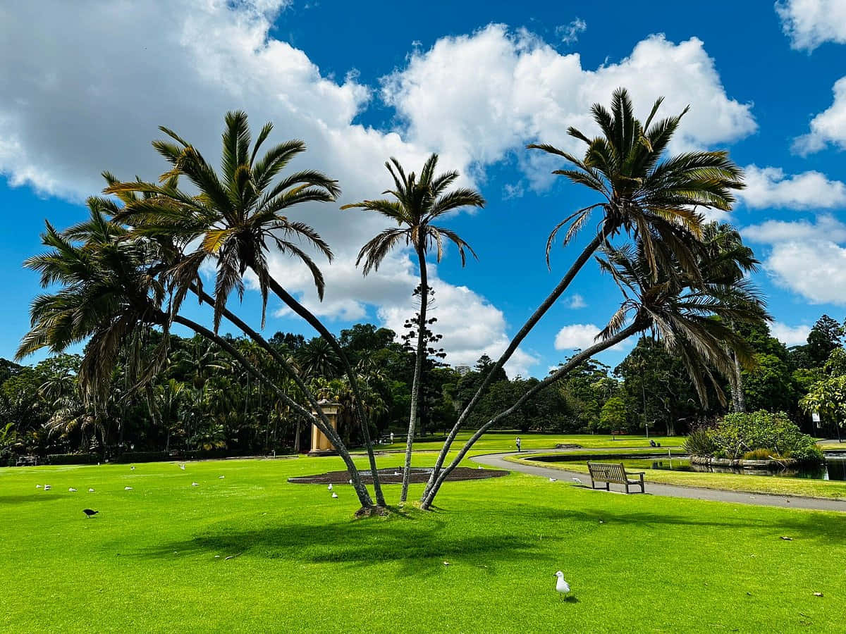 Palm Trees Royal Botanic Garden Sydney Wallpaper