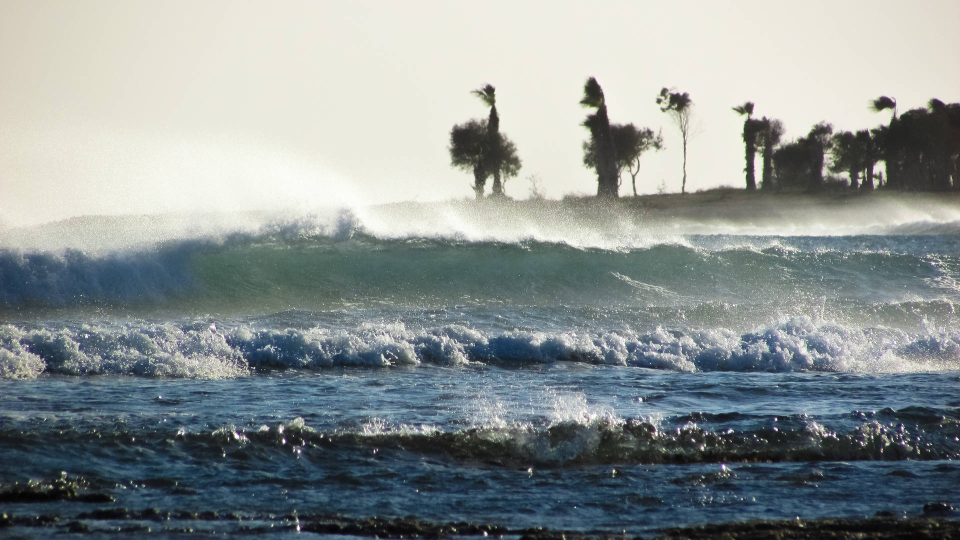 Palm Trees Swept In Storm Wallpaper