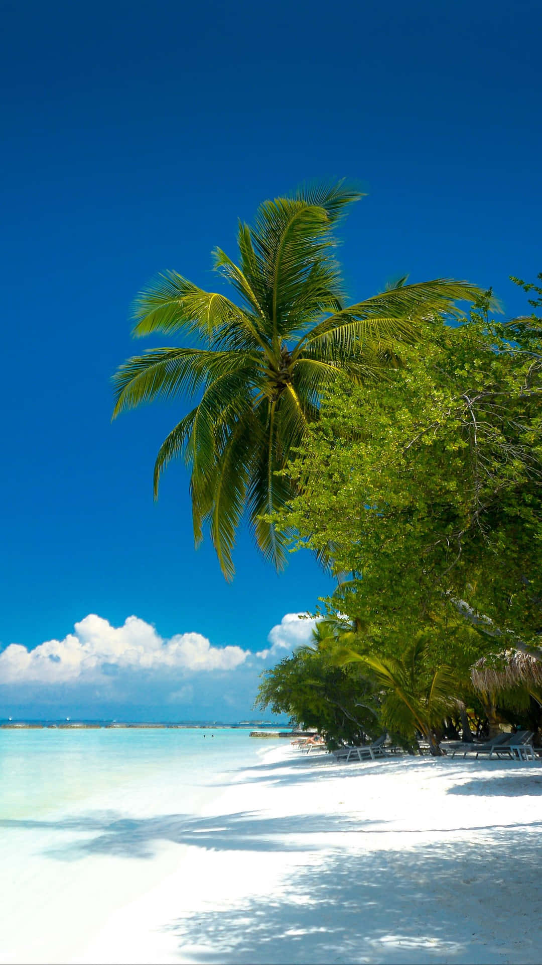 Vibrazionidi Spiaggia Tropicale Con Palme Sfondo