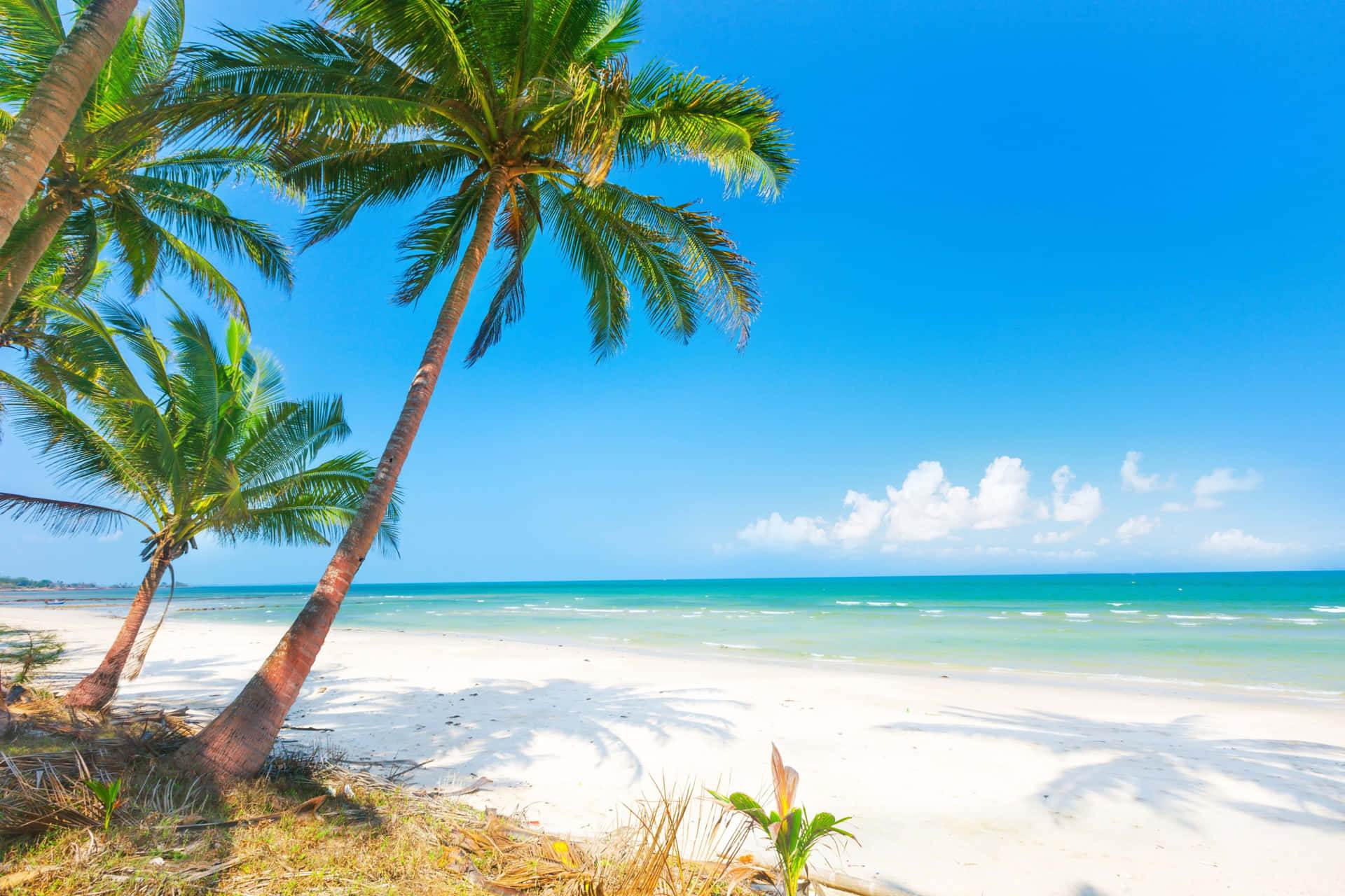 Palm Trees White Sand Beach Ocean Scenery Wallpaper