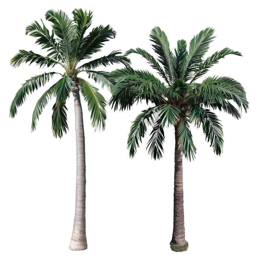 Palms A PNG