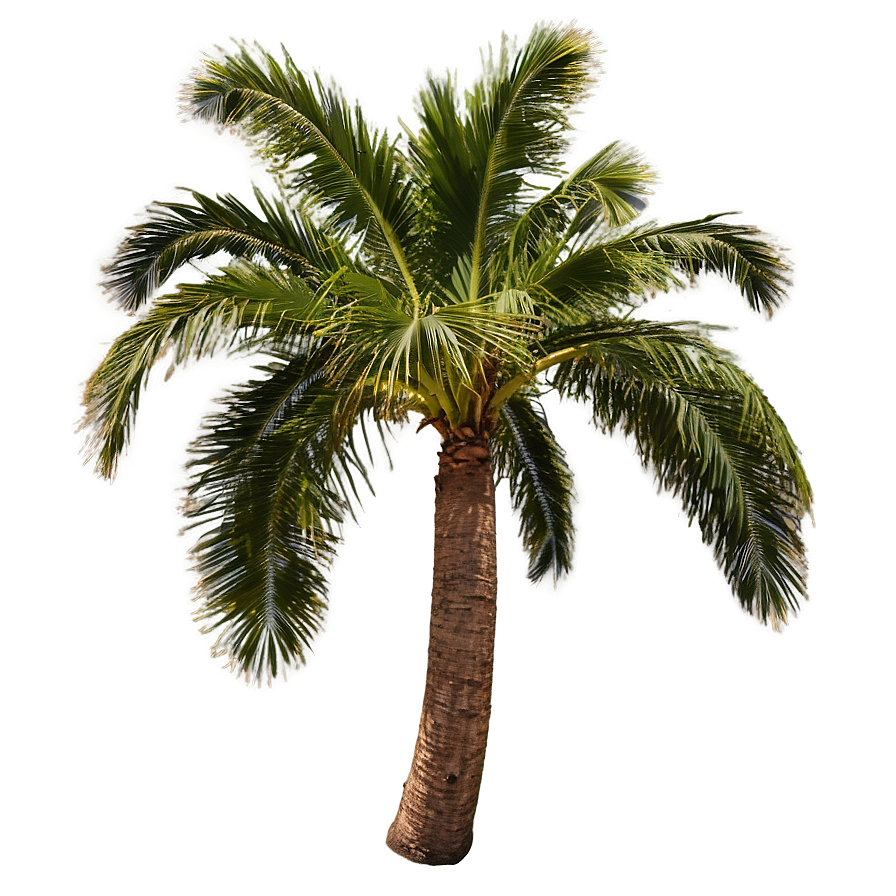 Palms At Dawn Png Lpt PNG