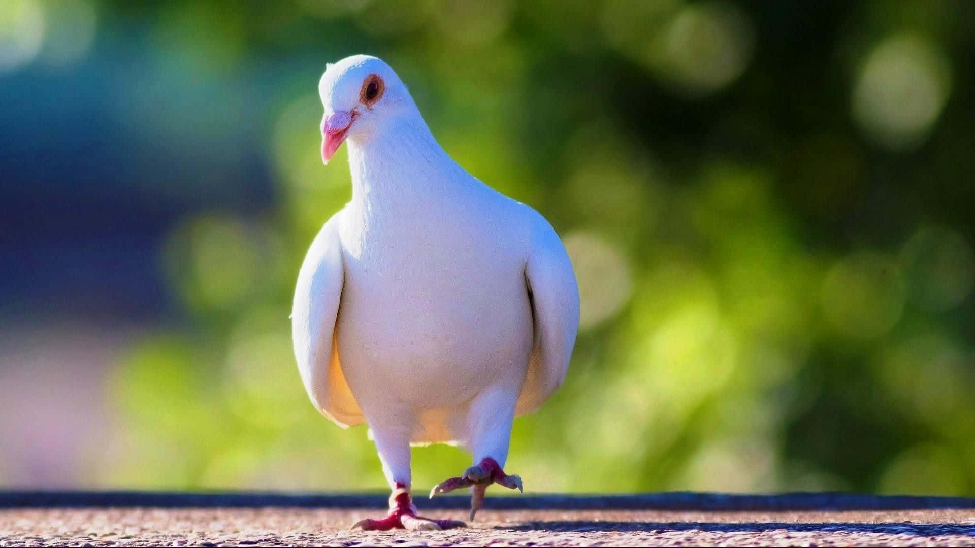 Palomatranquila En La Naturaleza