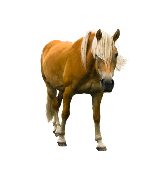 Palomino Horse Black Background PNG