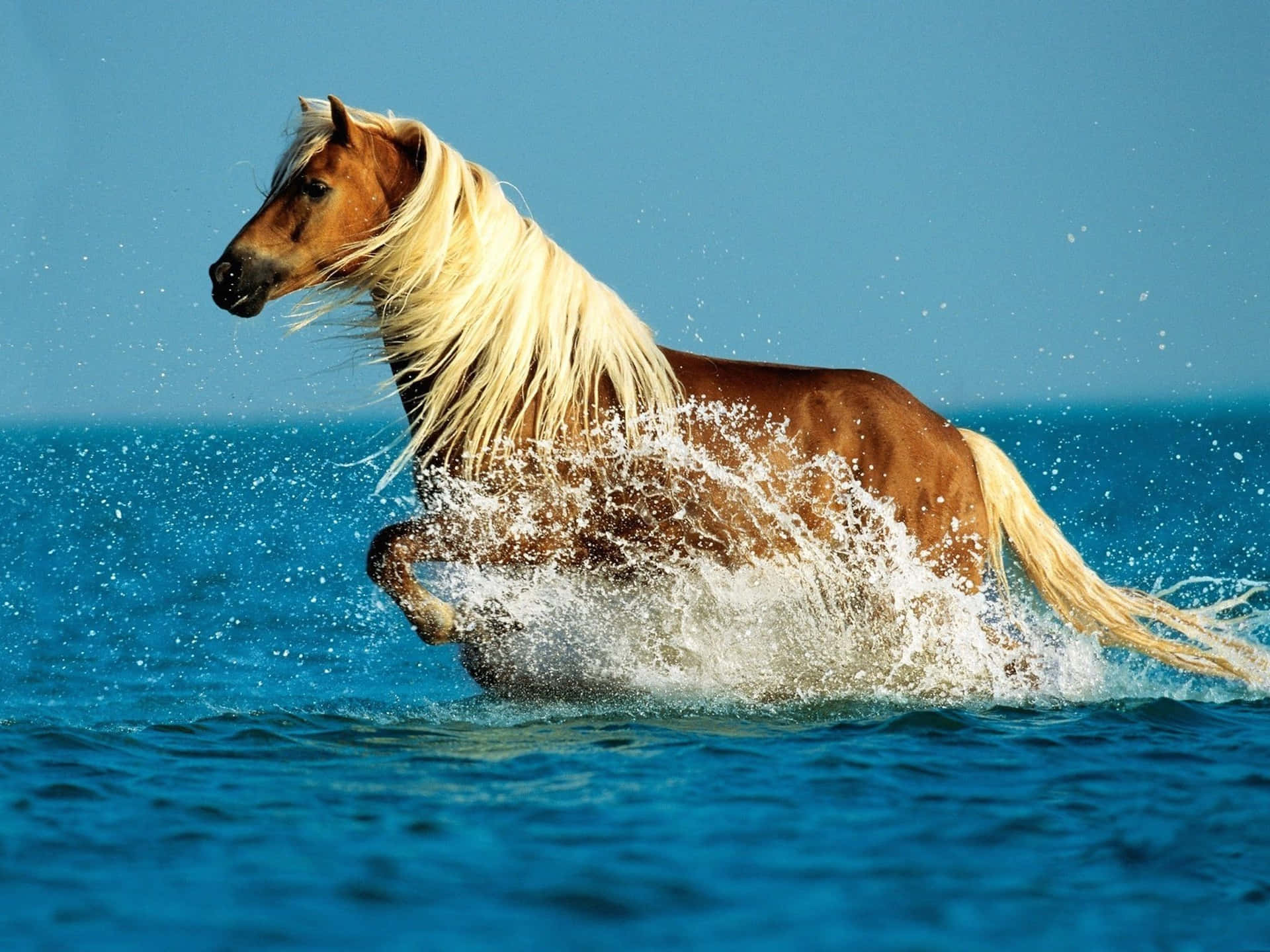 Palomino Horse Majestically Showcasing Its Magnificent Coat