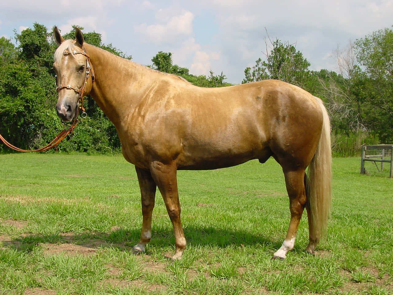 A Brown Horse Standing In A Field