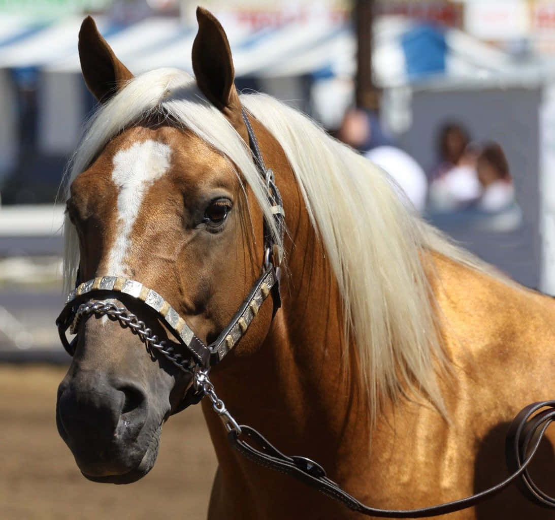 A Horse With White Hair