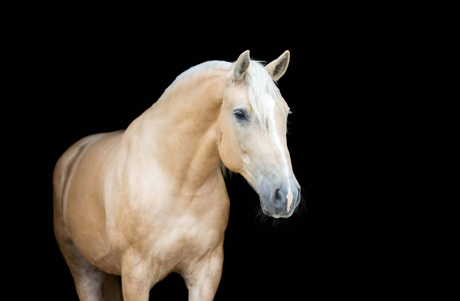 A Horse Is Standing On A Black Background
