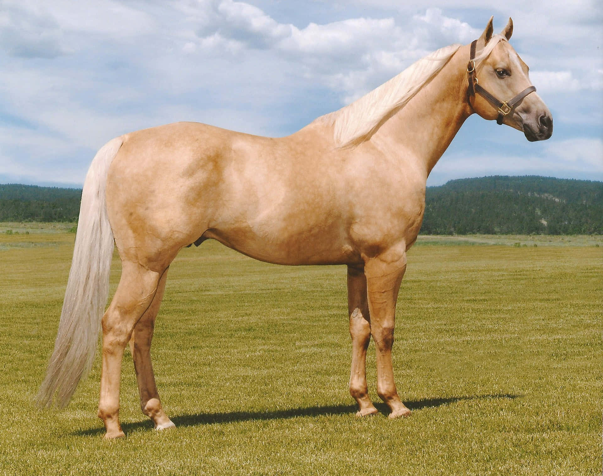 Palomino Horse Cantering in a Meadow