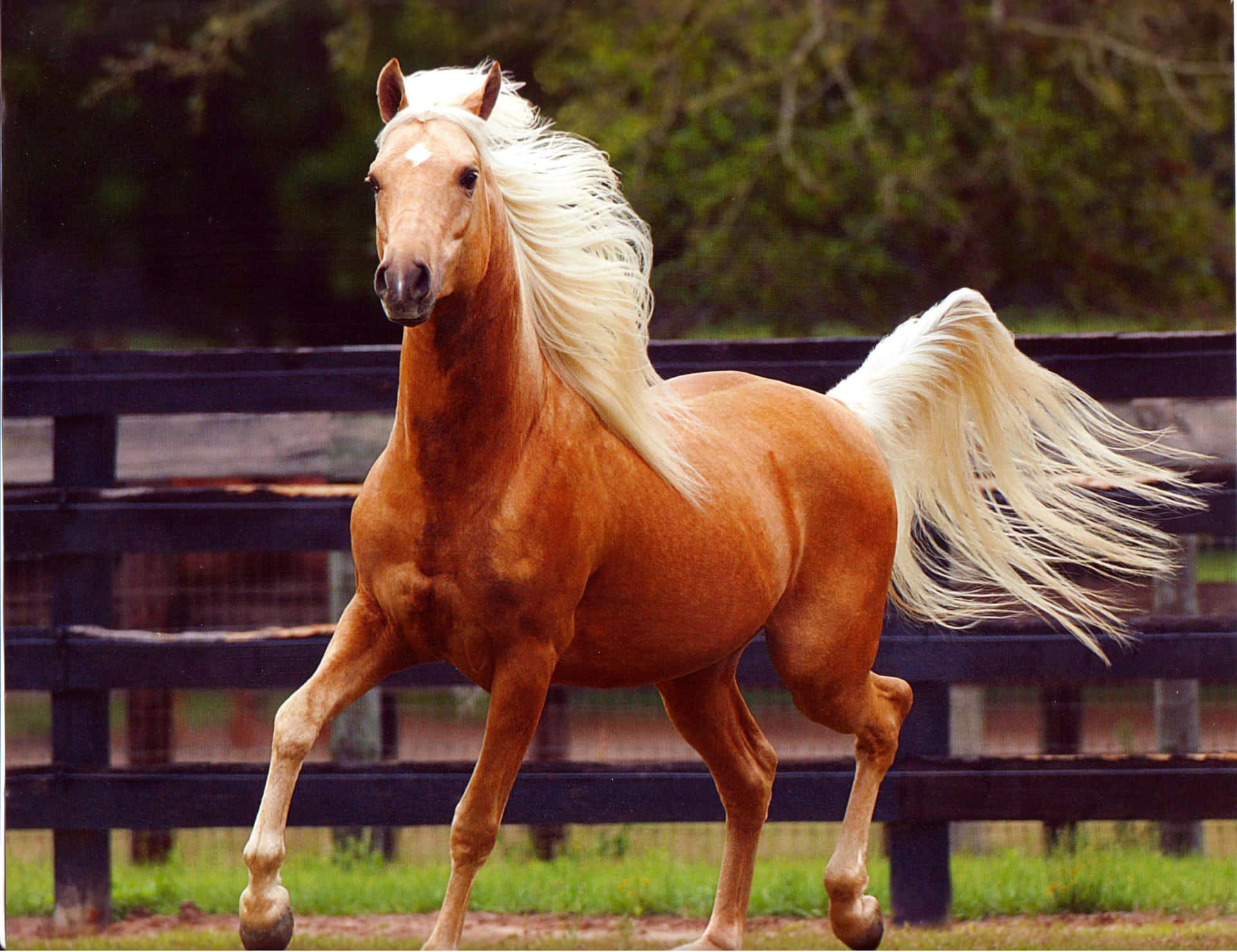 "A Palomino Horse in the Wild with a Golden Mane and Tail"