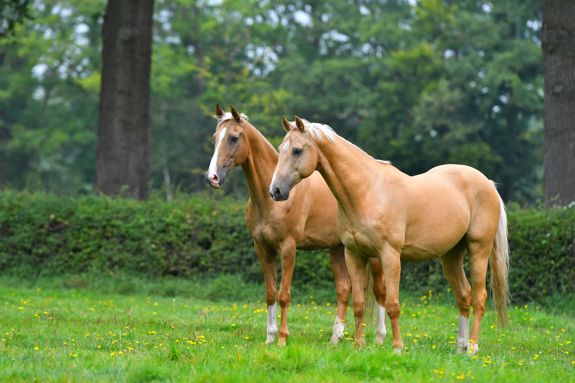 Palomino beauty running wild and free in the countryside