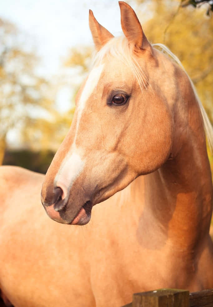 Graceful Palomino Horse with Gold Mane Galloping Free